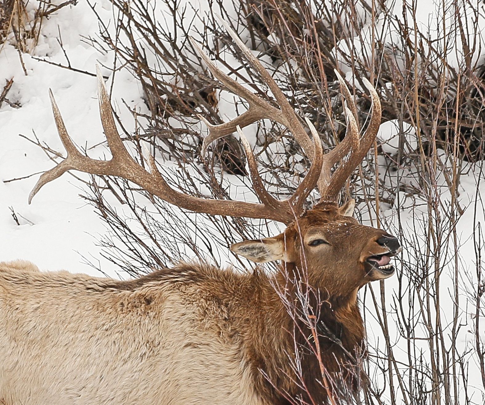 Elk Browsing Bushes